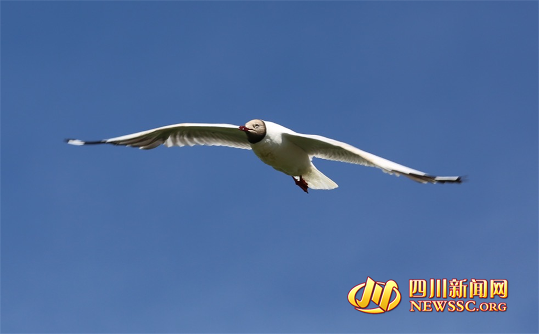 沙洲點點，水鳥翔集，探秘黃河九曲第一灣若爾蓋生態(tài)之變的“金鑰匙” (10).png