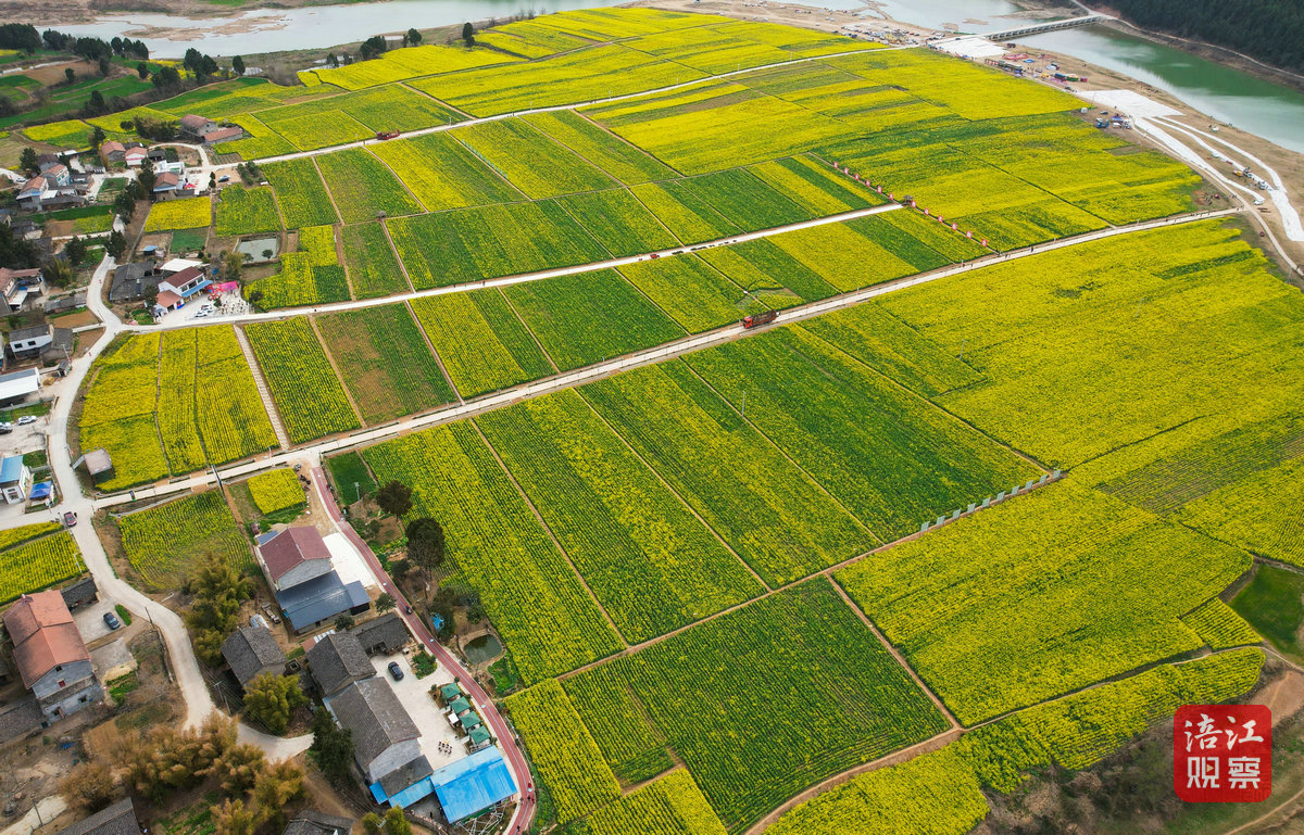 瑪瑙鴨鶴巖油菜花節(jié) 1_1.jpg