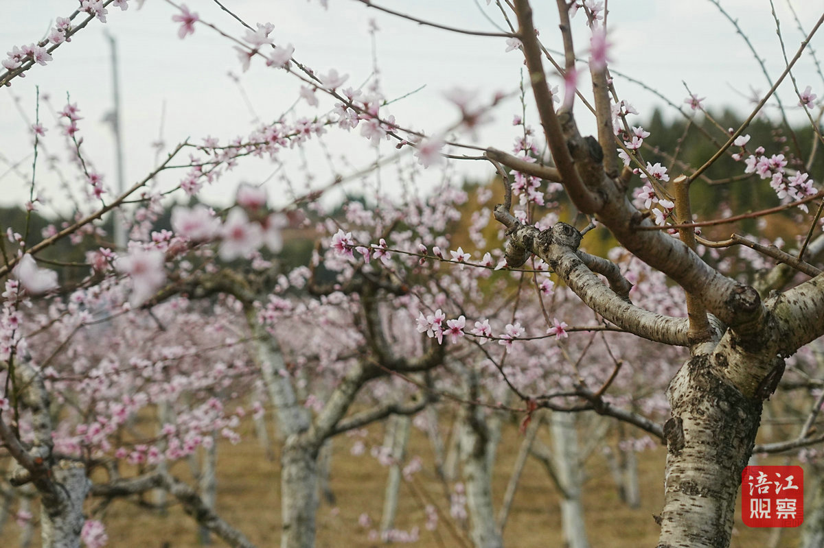 石牛桃花5_1.jpg